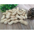 Best Quality Peanut in Shell New Crop Groundnut in Shell